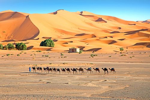 Kamelen karavaan in de Erg Chebbi woestijn in Marokko