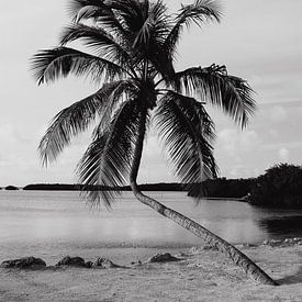 Palm tree Florida by Amber den Oudsten