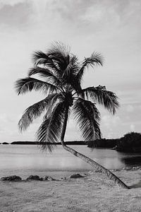 Palme Florida