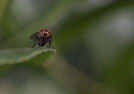 Dikke vette bromvlieg by Cilia Brandts