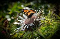 Een vlinder op de zilveren distel