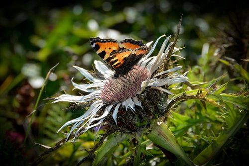 Un papillon sur le chardon argenté
