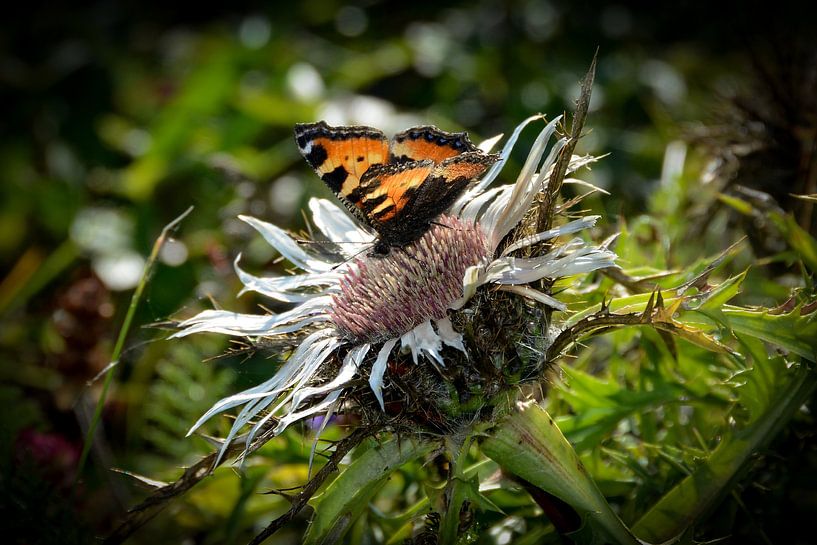 Een vlinder op de zilveren distel van Claudia Evans