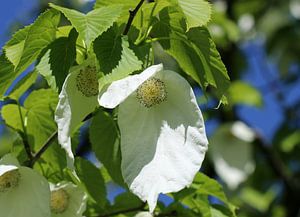 Taschentuchbaum