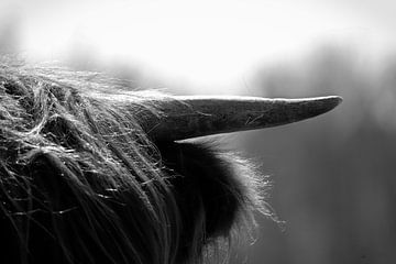 Close-up hoorn  Schotse hooglander zwart/wit van Chantal