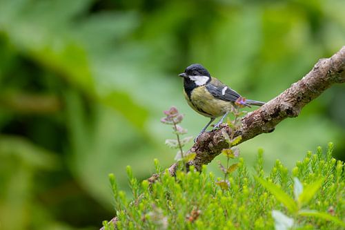 Great tit in a beautiful green setting