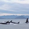 Orca pod van Leon Brouwer