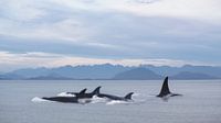 Orca pod