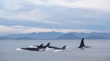 Orca pod