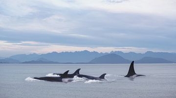 Orca pod by Leon Brouwer