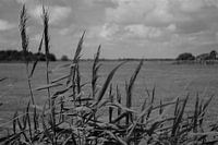 Texels landschap in zwart/wit