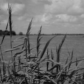Texels landschap in zwart/wit van Henk van der Sloot