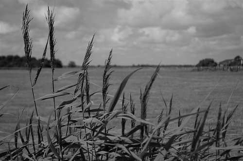 Texels landschap in zwart/wit