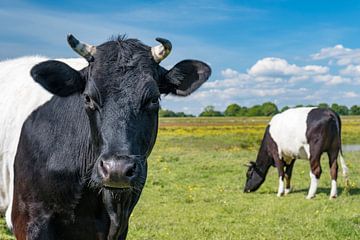Lakenvelder koe in het Vechtdal tijdens een mooi lentedag van Sjoerd van der Wal