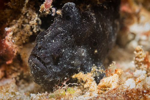 Anglerfish @ Komodo, Indonesia