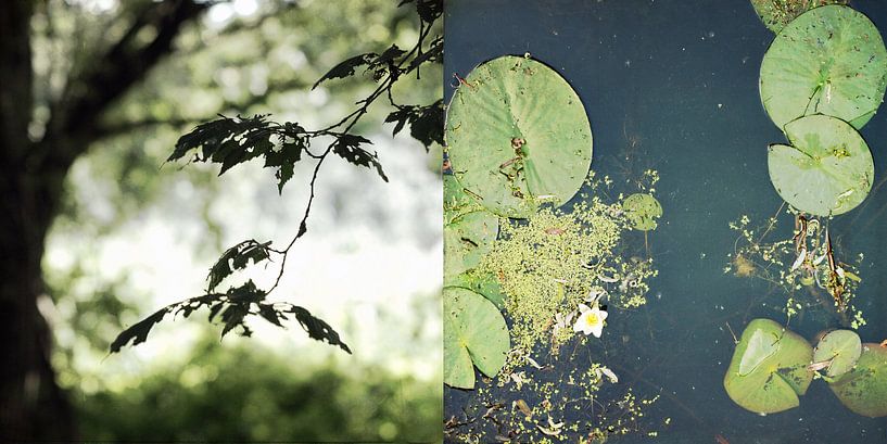 Tweeluik; Water en Land:02 van Anne Hana