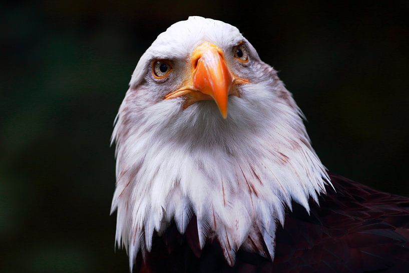Een scherpe blik !! van Jan van Tol