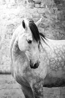 Wit paard in kerk zwart-wit