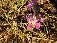 Pinkflower
