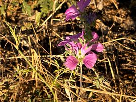 Rosa Blume