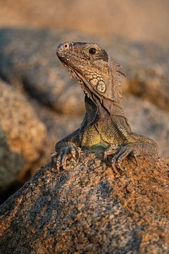 Portrait Aruban iguana