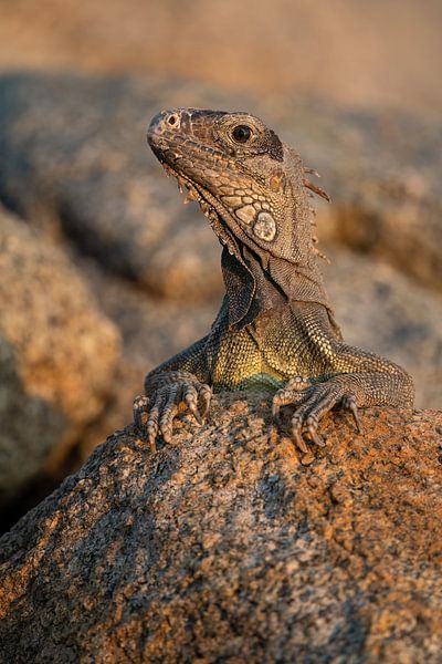 Porträt Arubanischer Leguan von Elles Rijsdijk