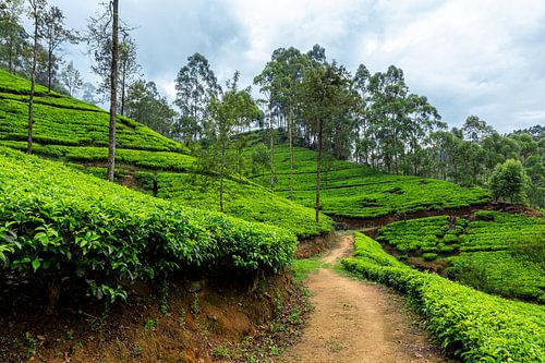 Theeplantage in de heuvels