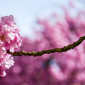 Fleurs de cerisiers japonais sur Bettina Schnittert