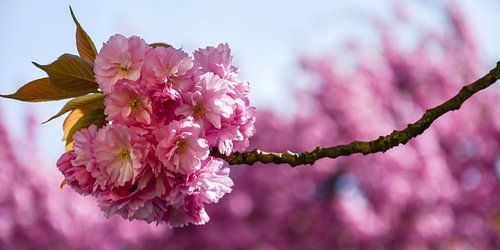 Japanische Kirschblüte von Bettina Schnittert