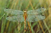 Libelle droogt zijn vleugels .