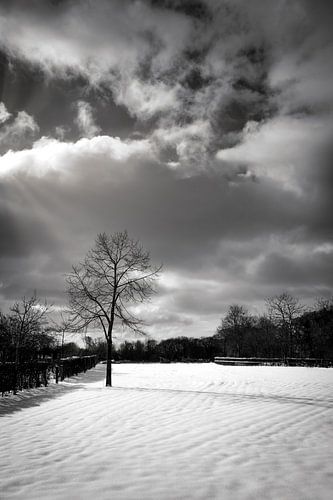 Boom in de sneeuw zwart-wit