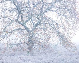 Soft winter and autumn colours by Sander Grefte