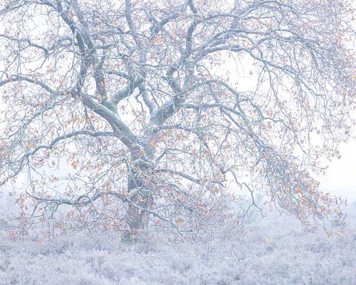 Sanfte Winter- und Herbstfarben