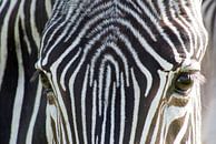Zebra par Anita Vromans Aperçu