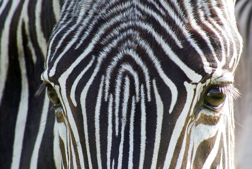 Zebra par Anita Vromans