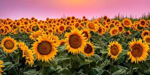 Zonnebloemveld Zonsondergang Foto