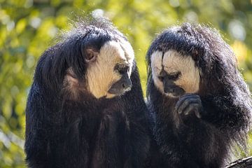 Twee Witgezichtsaki (apen) aan het roddelen van Callista de Sterke