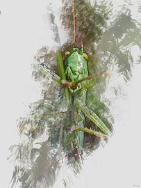 Grasshopper van Jeroen Hofstede