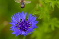 Passing by, bey  bey, bee. van Erwin van Eekhout thumbnail