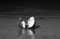 Shell in black and white by Dennis Schaefer thumbnail