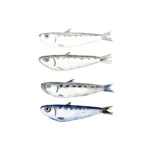 Sardines