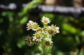 Feuille de tonnerre (Sempervivum tectorum) 1/