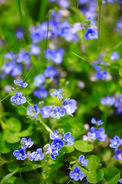 Zauberhaftes Blau von Thomas Jäger