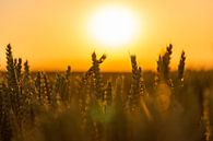 Wheatfield in the golden glow of the evening sun during the golden hour by Kim Willems thumbnail
