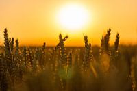 Korenveld in de gouden gloed van de avond zon tijdens het gouden uur