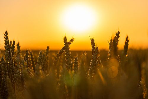 Weizenfeld im goldenen Schein der Abendsonne während der goldenen Stunde