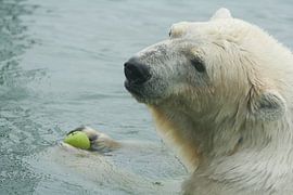 Ijsbeer met een appel von Renate Peppenster