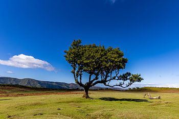 Die ewige Kraft von Fanal - zeitlose Schönheit in Farbe
