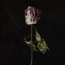 TulipRose2 by Henk Leijen