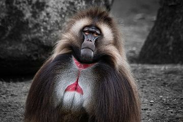 Bœuf d'un beau singe Gelada sur Chihong